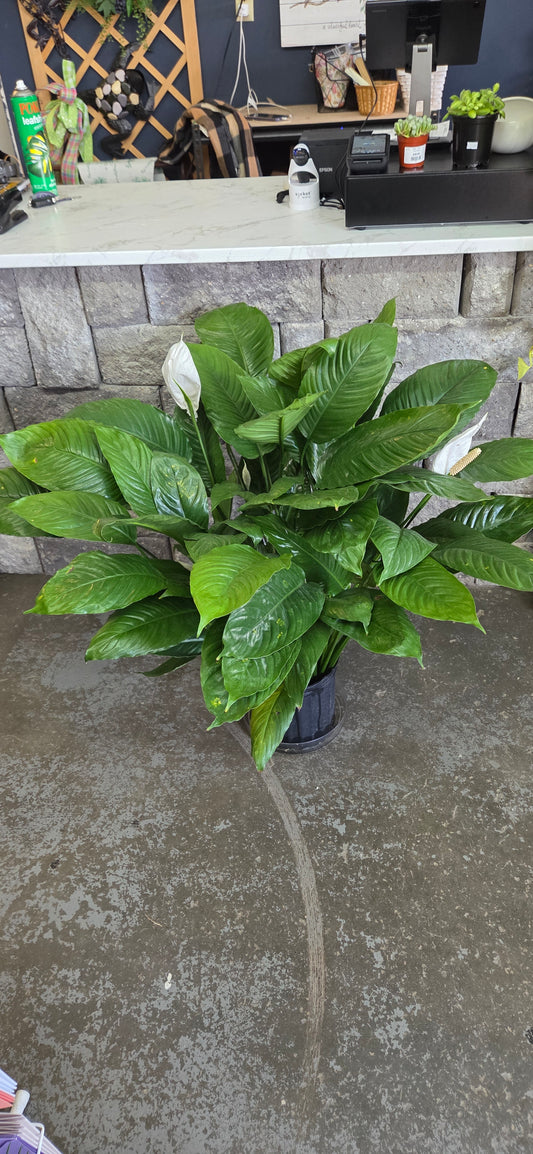 Peace Lily