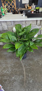 Peace Lily