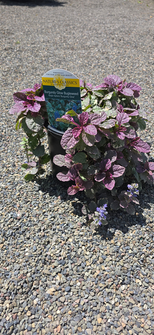 Ajuga Reptans 'Burgundy Glow'