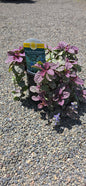 Ajuga Reptans 'Burgundy Glow'