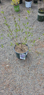 Lilac 'New Age Lavender'