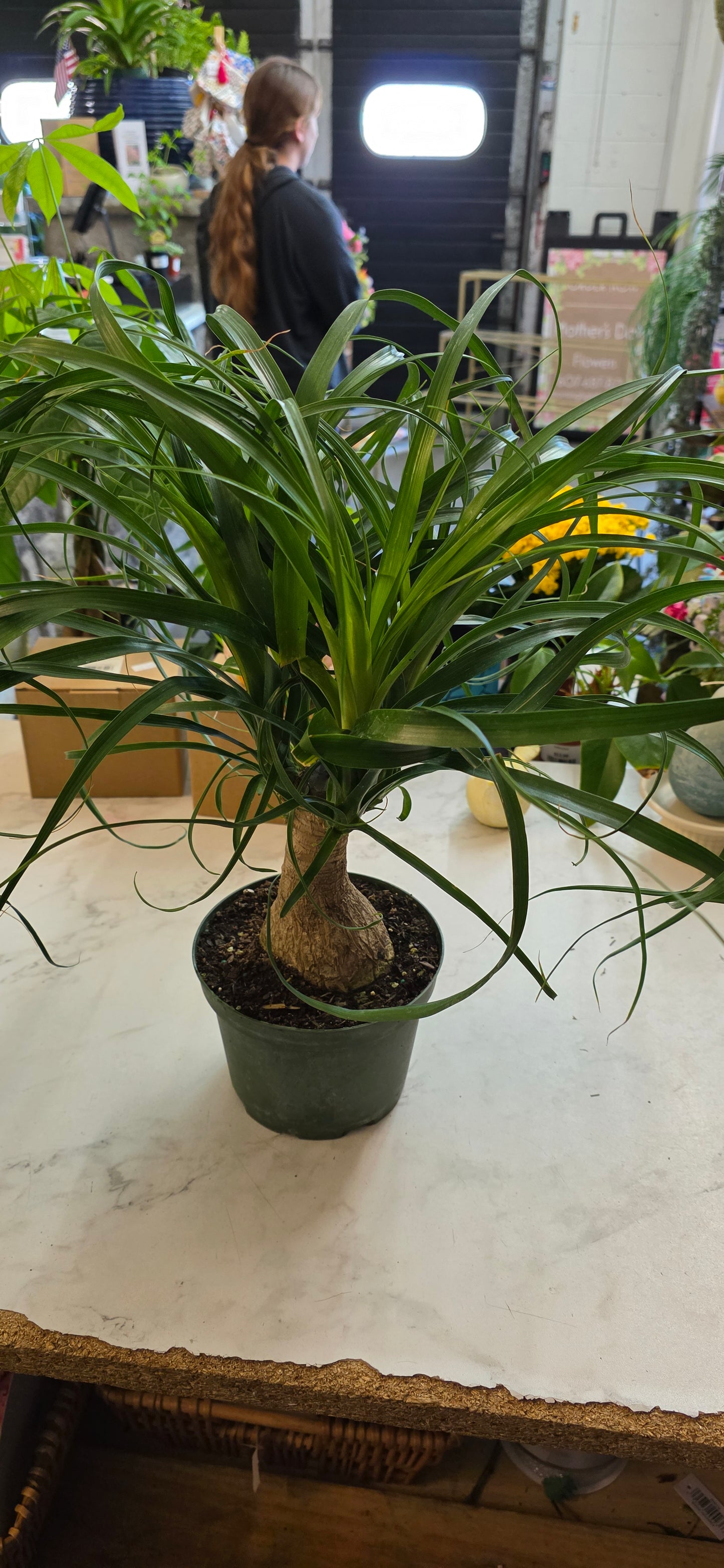 Ponytail Palm