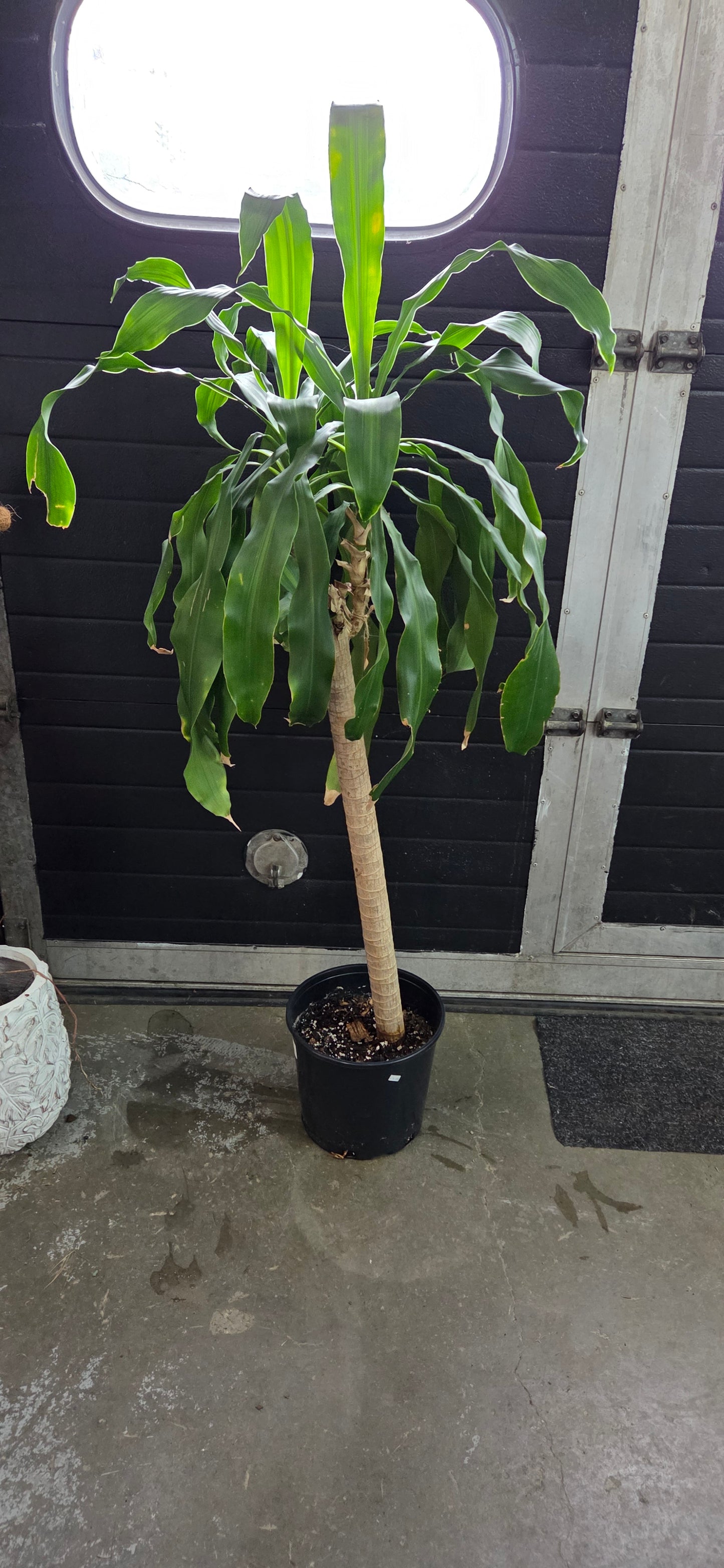 Mass Cane