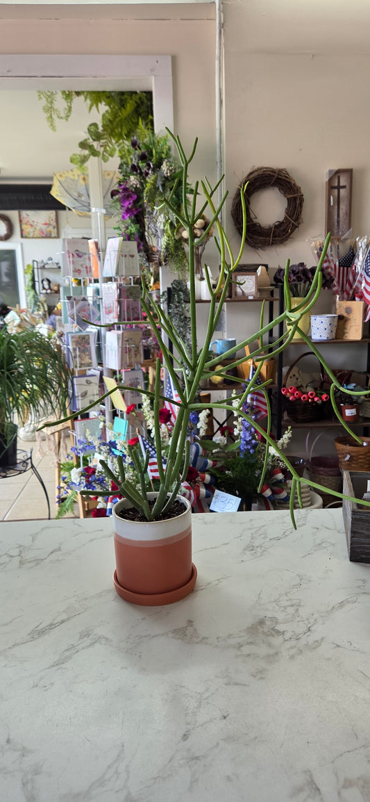 Potted Fire Stick