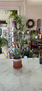 Potted Fire Stick