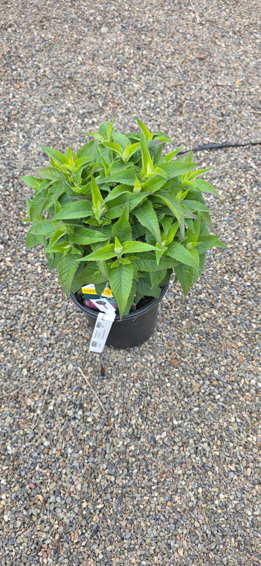 Bee Balm 'Purple'