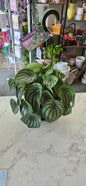 Peperomia Watermelon