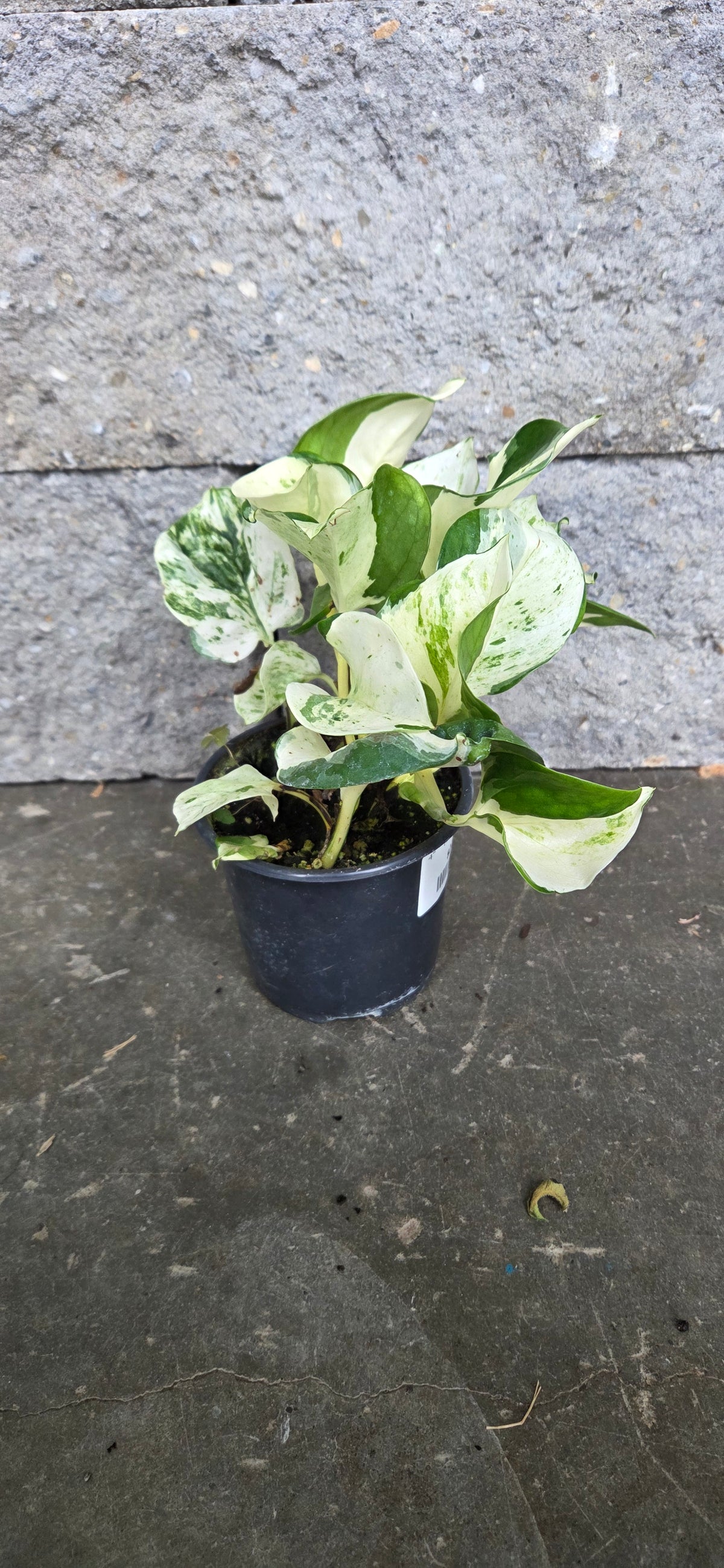 Manjula Pothos