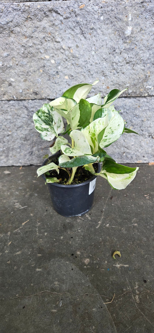Manjula Pothos