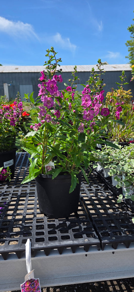 Annual Pots
