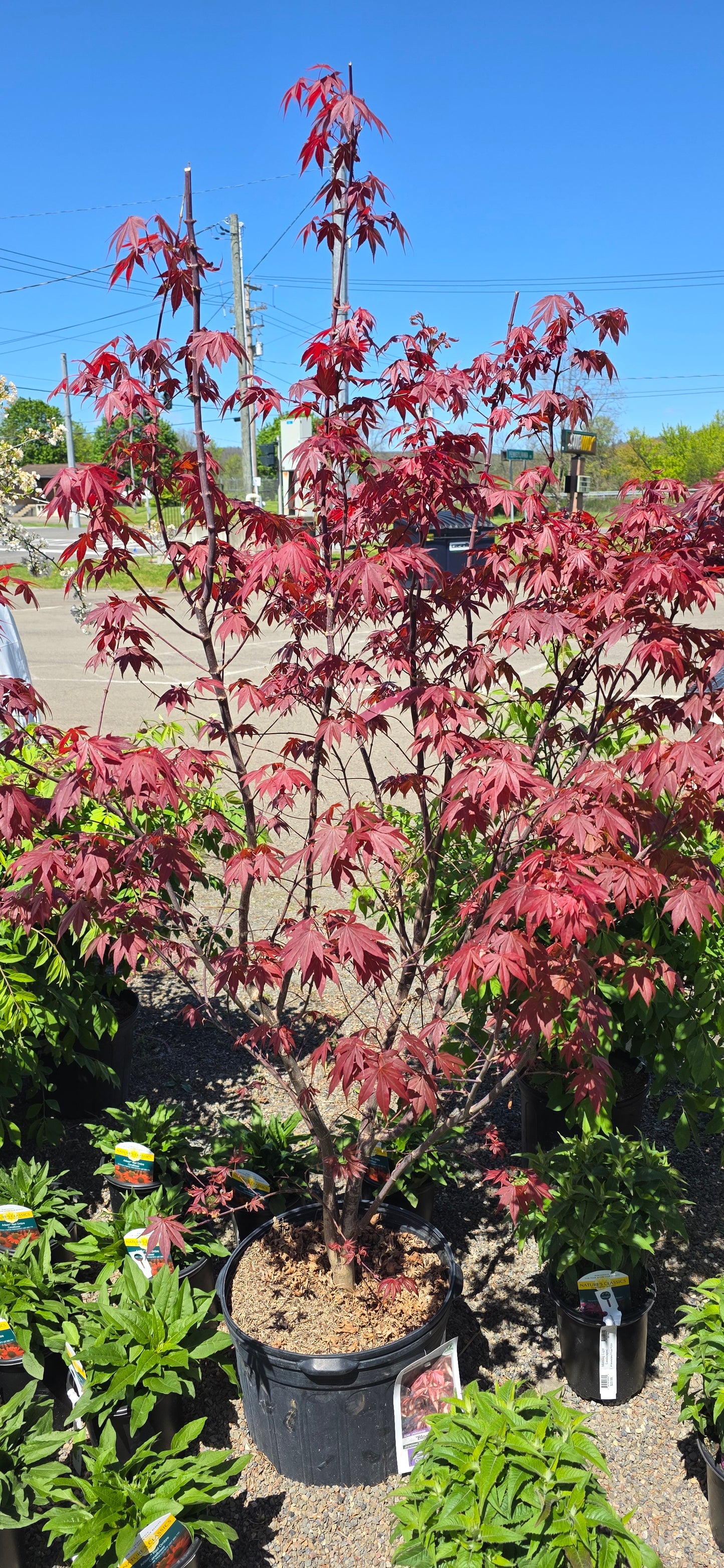 Japanese Maple 'Bloodgood'