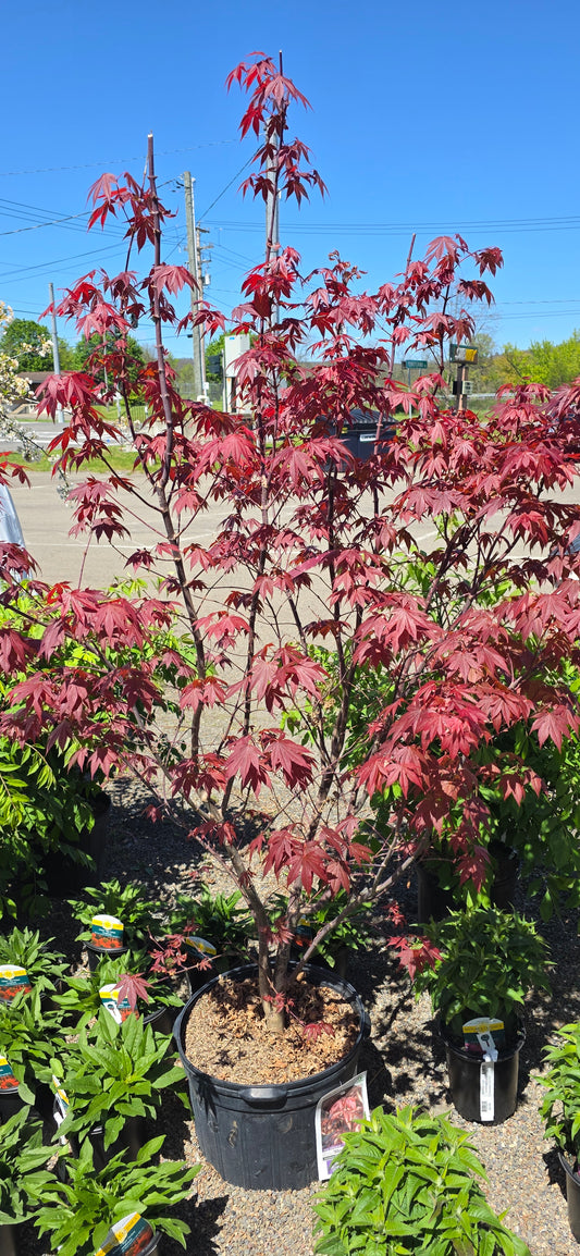 Japanese Maple 'Bloodgood'