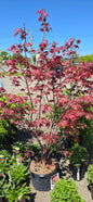 Japanese Maple 'Bloodgood'