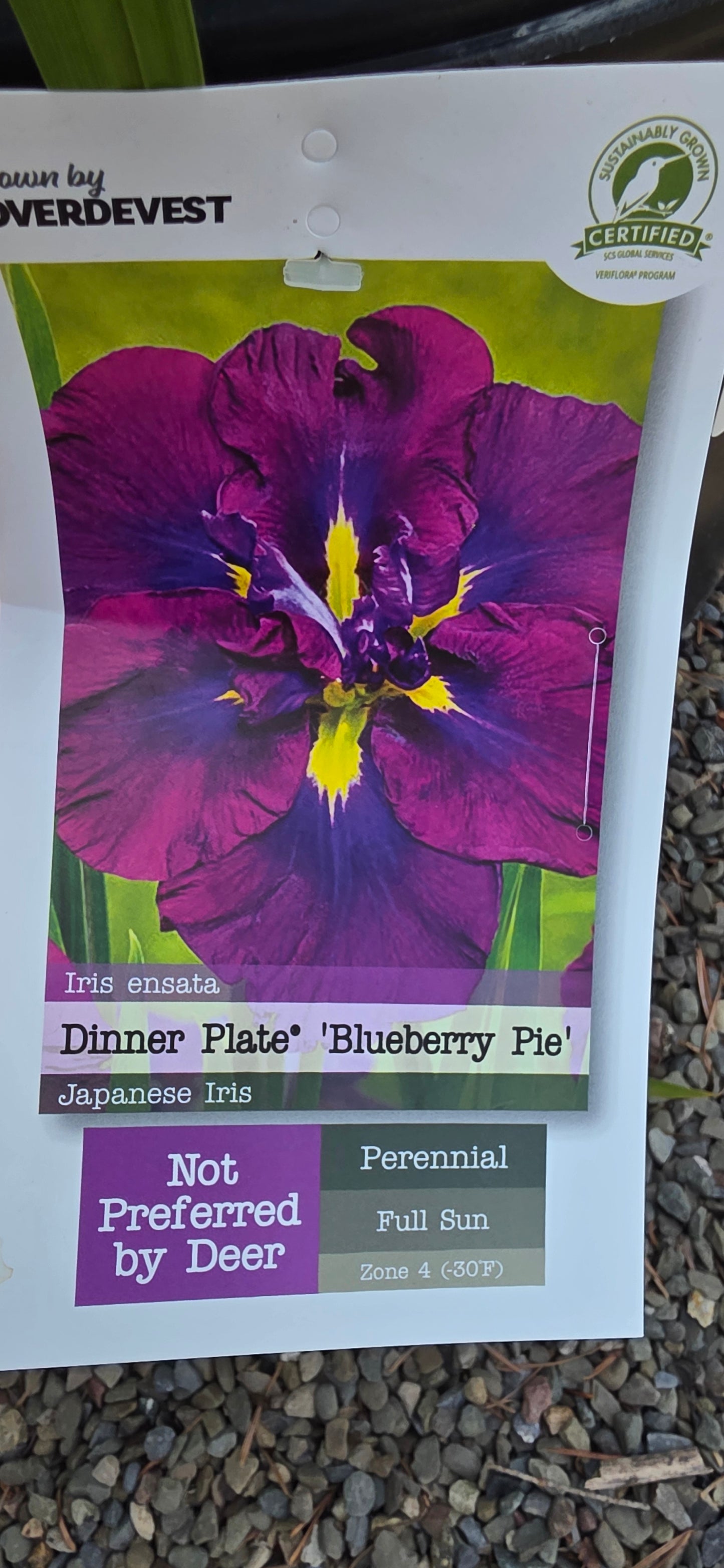 Iris Dinner Plate 'Blueberry Pie'