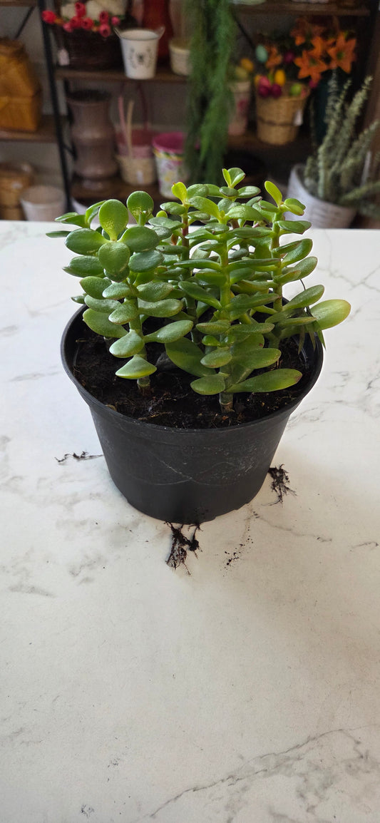 Cactus Jade