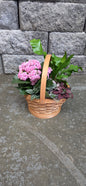 Assorted Dish Garden