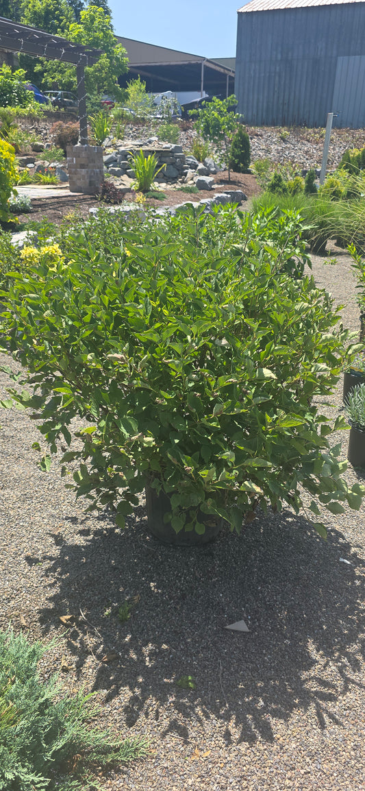Lilac 'Miss Kim'