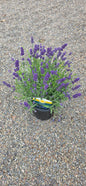 Lavandula 'Big Time Blue'