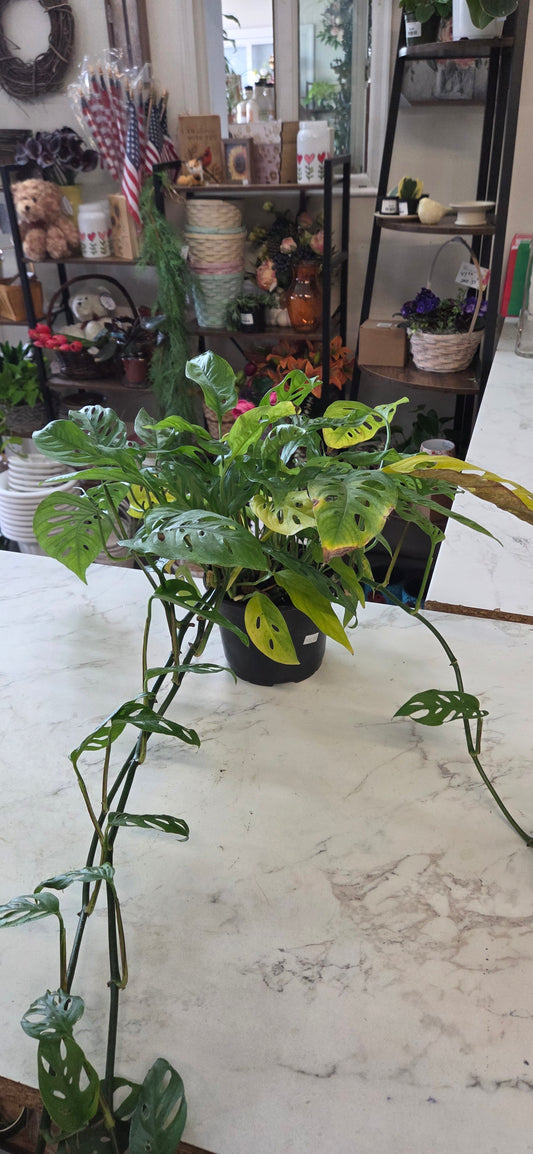 Swiss Cheese Philodendron