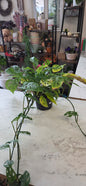 Swiss Cheese Philodendron