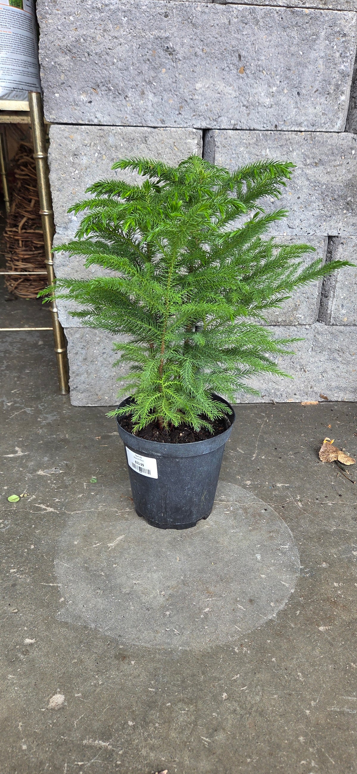 Norfolk Island Pine