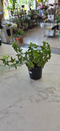 Variegated Ivy