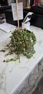 String Of Turtles