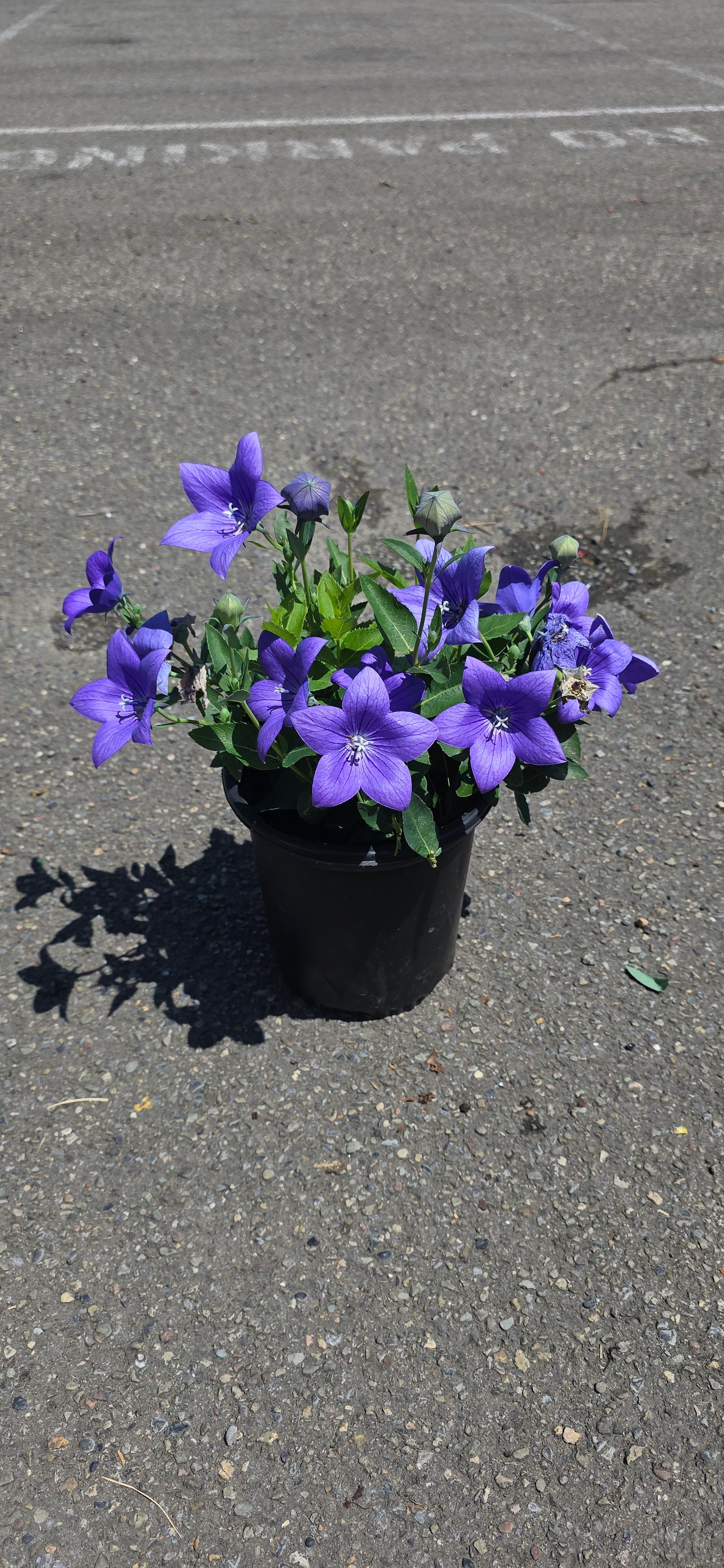 Balloon Plant 'Astra Blue'