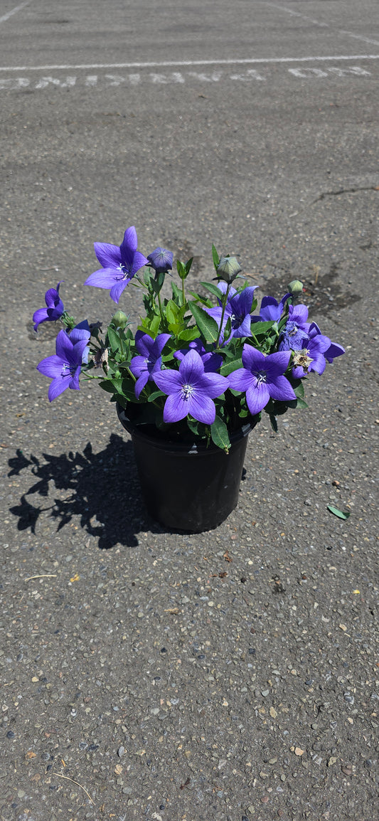 Balloon Plant 'Astra Blue'