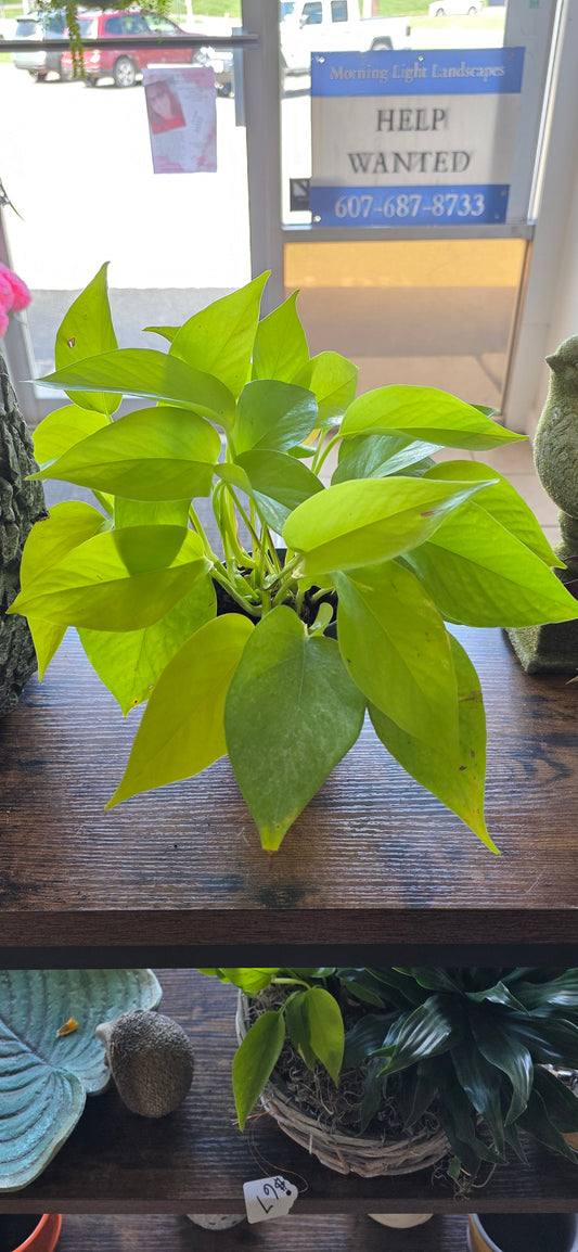 Neon Pothos