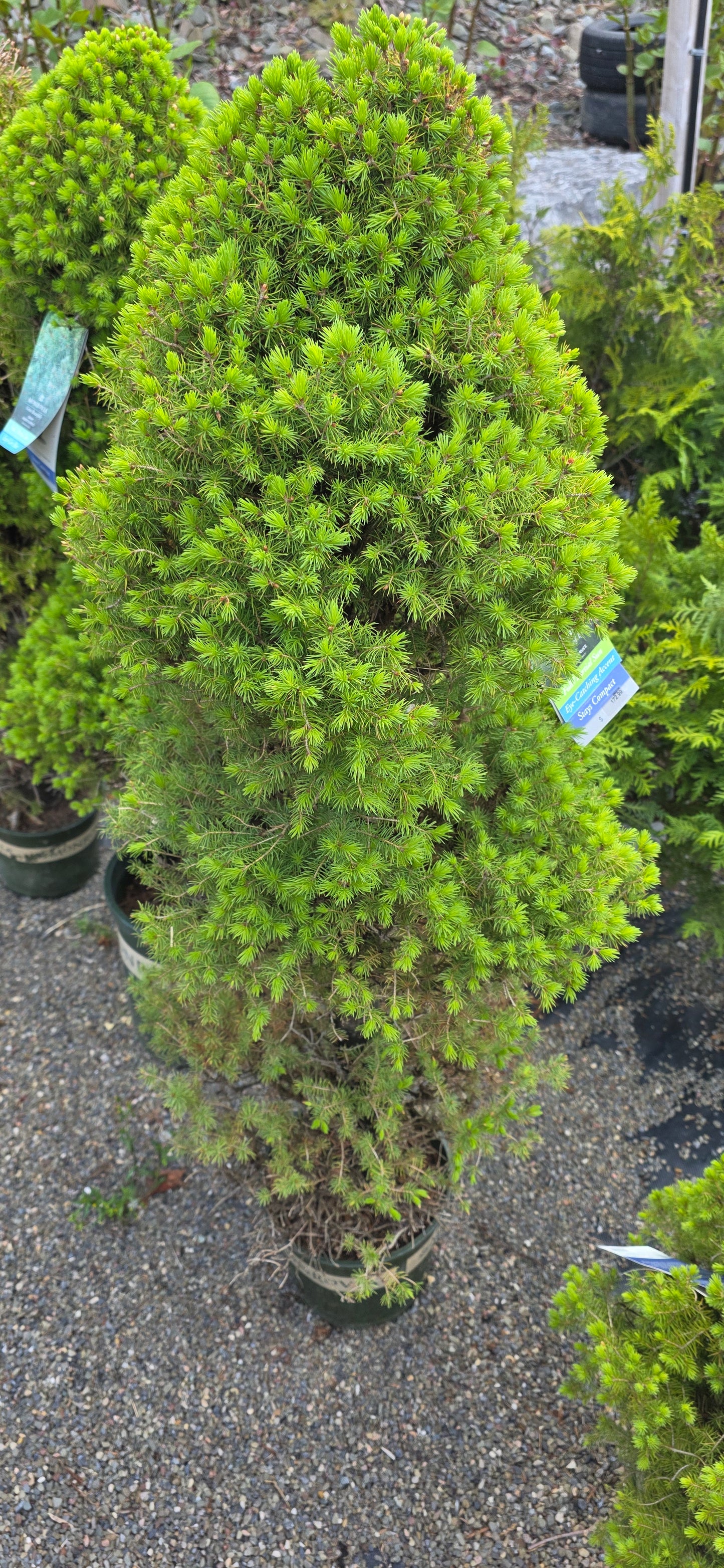 Dwarf Alberta Spruce Poodles