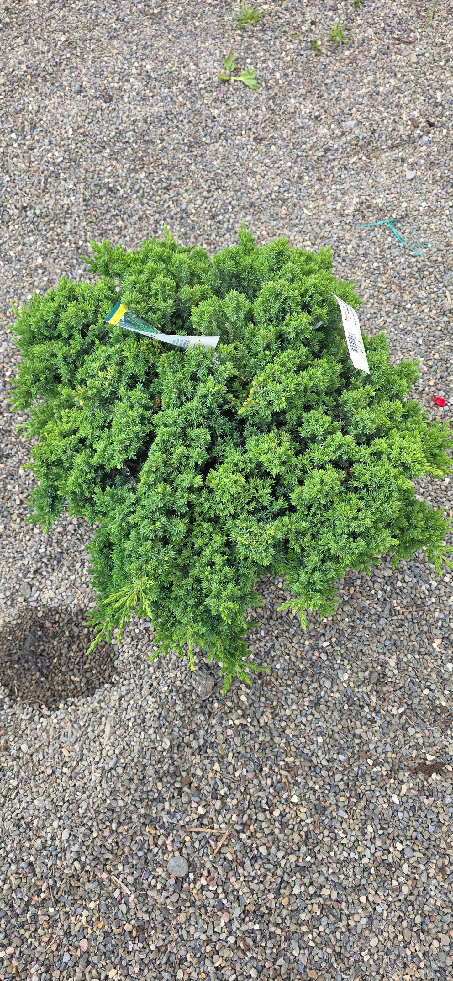 Juniper Procumbens 'Nana'