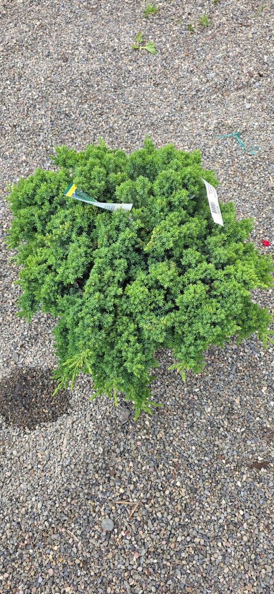Juniper Procumbens 'Nana'