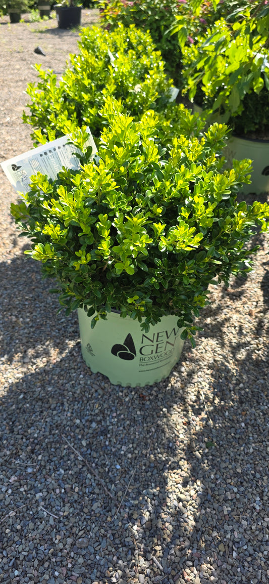 BoxWood NewGen "Independence"