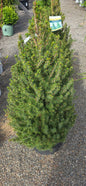 Dwarf Alberta Spruce
