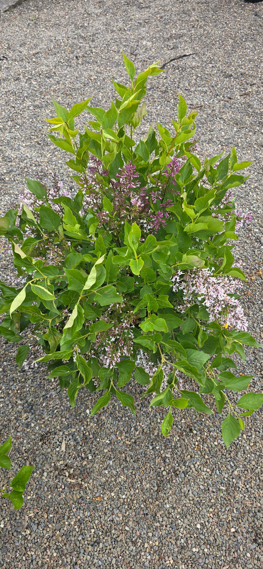 Lilac 'Miss Kim'
