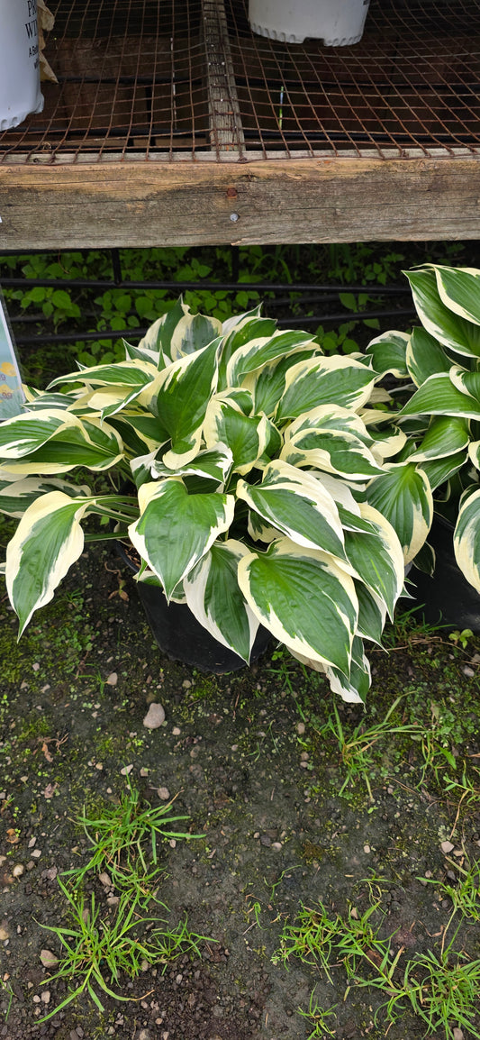 Hosta 'Minuteman'