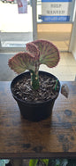 Coral Cactus