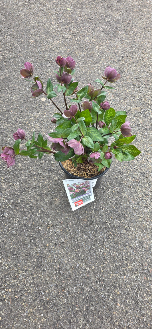 Helleborus Frostkiss Penny's Pink