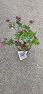 Helleborus Frostkiss Penny's Pink