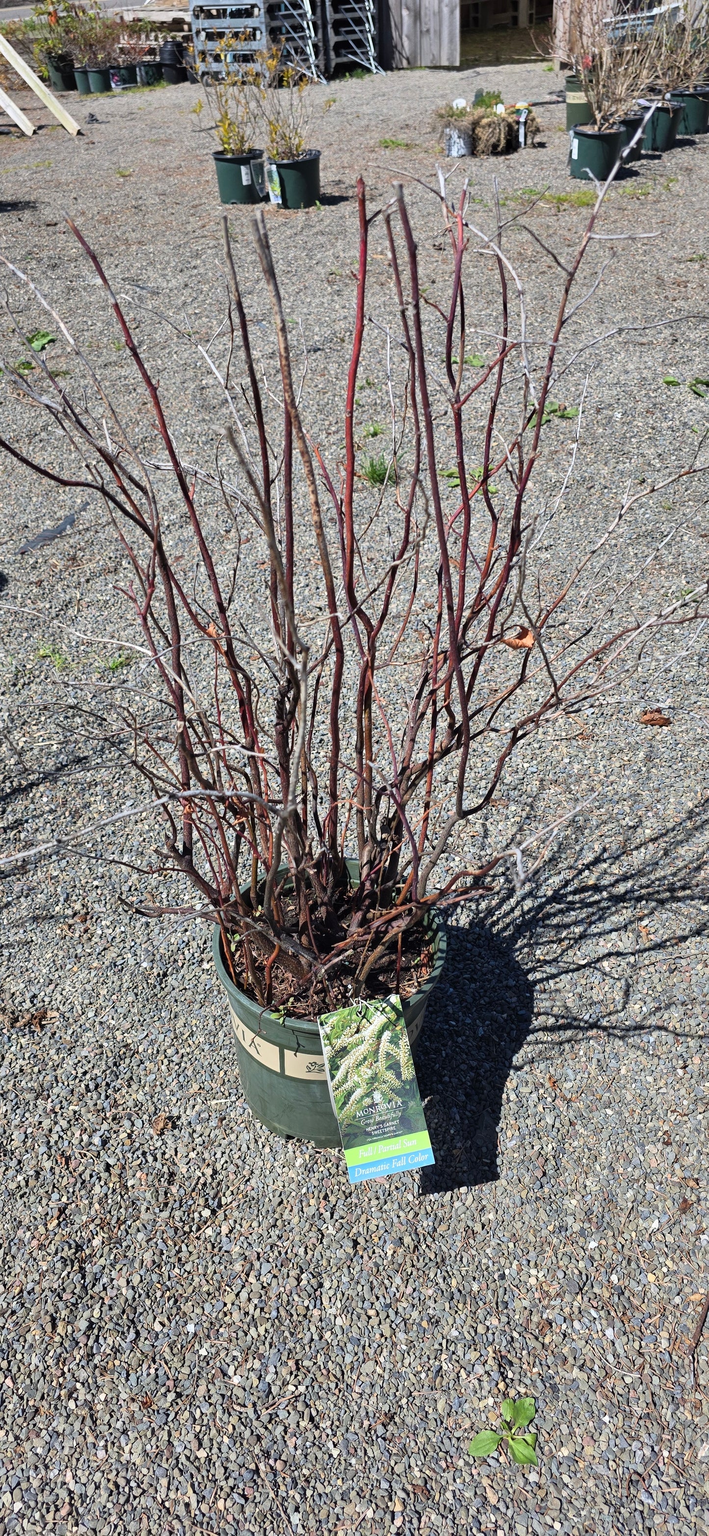 Henry's Garnet Sweetspire
