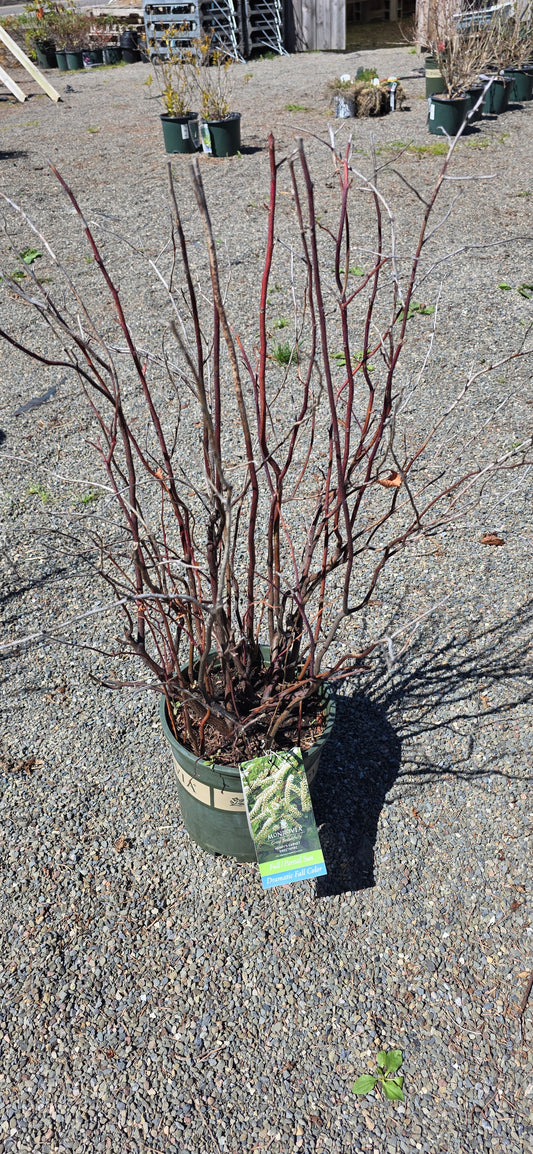 Henry's Garnet Sweetspire