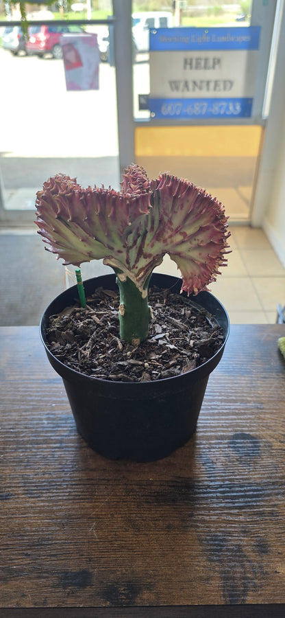 Coral Cactus