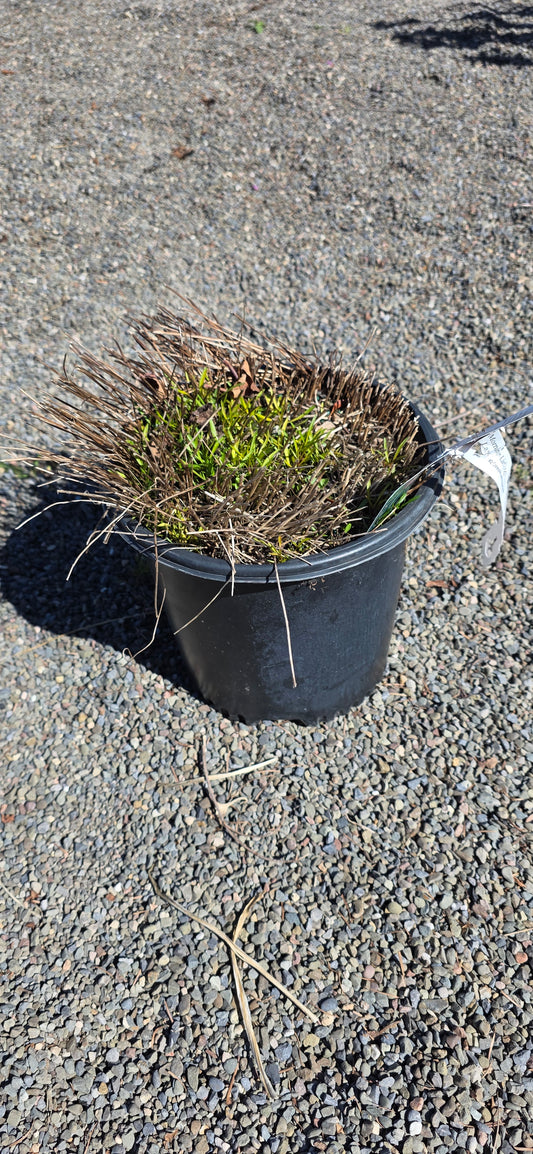 American Dream Tickseed