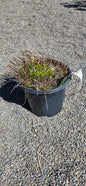 American Dream Tickseed