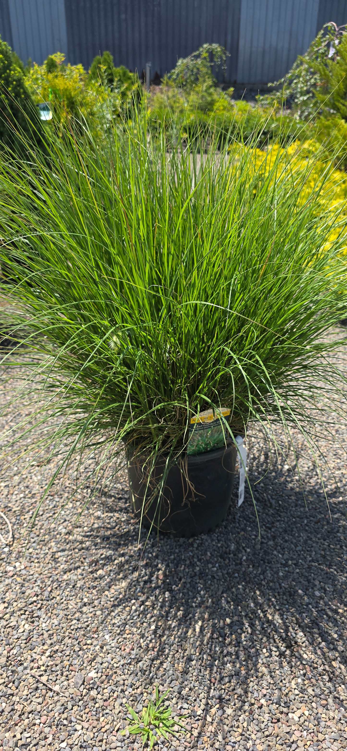 Pennisetum 'Hameln'