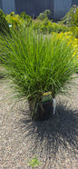 Pennisetum 'Hameln'