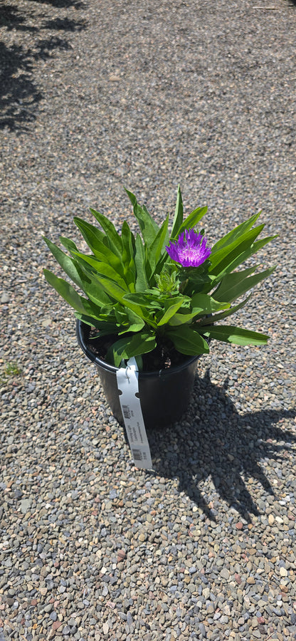 Aster 'Honeysong Purple'