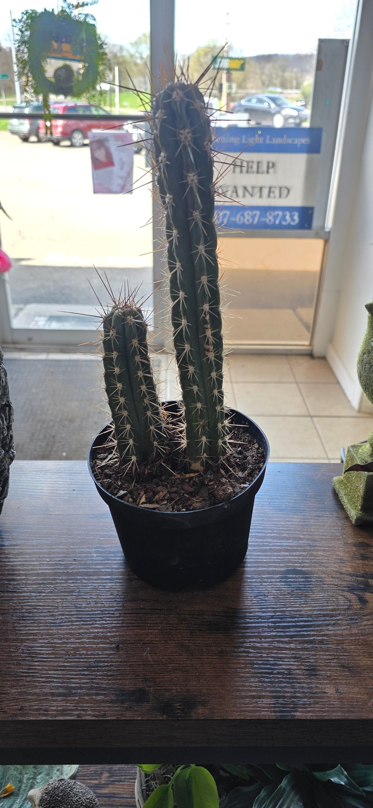 Tooth Pick Cactus