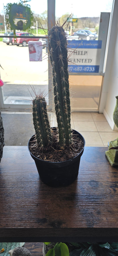Tooth Pick Cactus